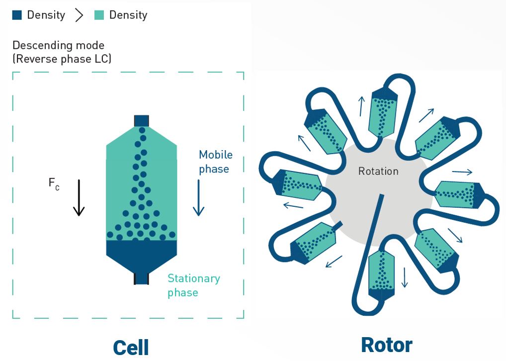 Cell and rotor schematics illustration
