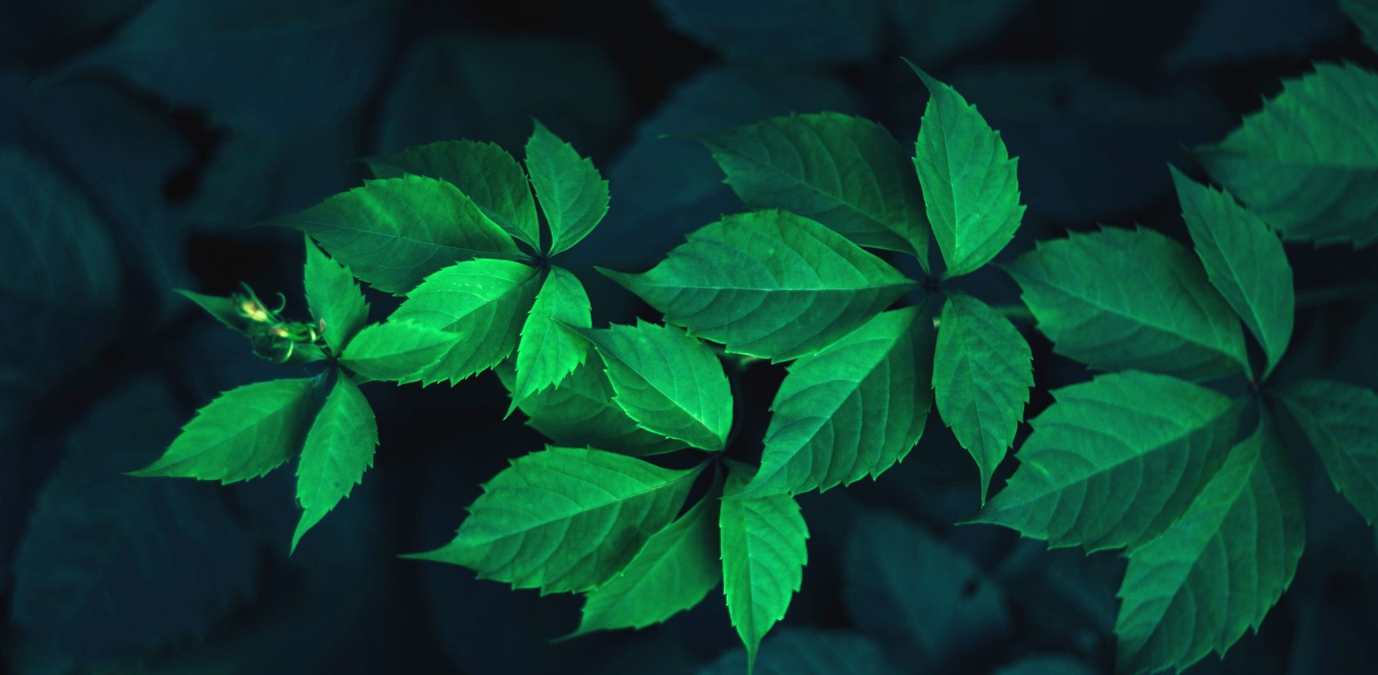 Natural extract purification